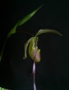 Phagmipedium_longifolium_06_11_13_28929.jpg