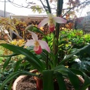 Nom du fichier=Sedenii_28929.jpg
Taille du fichier=309Ko
Dimensions : 800x800
Ajouté le : 14 Juillet 2019 Sedenii_28929.jpg