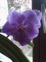 Vanda_Robert_Delight_blue.jpg