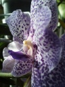 Nom du fichier=Vanda_wirat_x_mme_rattana.jpg
Taille du fichier=155Ko
Dimensions : 600x800
Ajouté le : 06 Novembre 2013 Vanda_wirat_x_mme_rattana.jpg