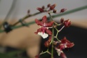 ONCIDIUM_REDIM1.jpg