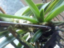 DSC00034.jpg