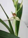 prosthechea_Guyane~0.jpg