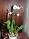 PICT0039.JPG