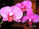 Nom du fichier=phalaenopsis_P1_Fushia_petits_points.JPG
Taille du fichier=195Ko
Dimensions : 800x600
Ajouté le : 25 Janvier 2012 phalaenopsis_P1_Fushia_petits_points.JPG