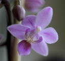 IMG_6079.JPG