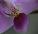 IMG_6081.JPG