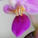 LEUCASPIS_1.JPG