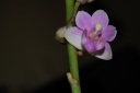 DSC_0865_28Copier29.JPG