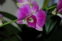 DSC_1016_28Copier29.JPG