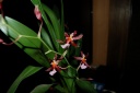 DSC_1022_28Copier29.JPG