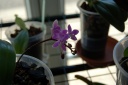 DSC_1266_28Copier29.JPG