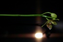 DSC_1676_28Copier29~0.JPG