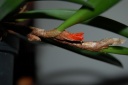 DSC_1973_28Copier29.JPG