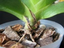 Angraecum_leonis_20160202.JPG