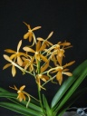 Ascofinetia_Peach_20111005_2.JPG