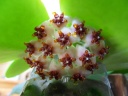 H__kerrii_14_06_14_petit.JPG