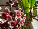 H__pubicalyx_20_03_13_fleurs_petit.JPG
