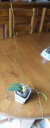 H__vitiensis_11_07_12_petit.jpg