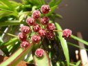 Hoya_kentiana_01_05_12_petit.JPG