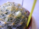Mammillaria_10_09_13_petit.JPG