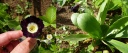 Primula_09_04_14_petit.jpg