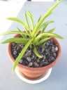 Succulente_inconnue_petit.jpg