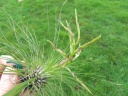 T__filifolia_10_02_13_petit.JPG