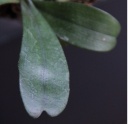Aerangis_biloba1.jpg