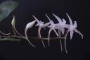 Aerangis_biloba2.jpg
