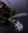 Aerangis_biloba3.jpg