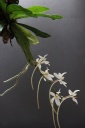 Aerangis_mystacidii.jpg