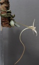 Aerangis_punctata.jpg