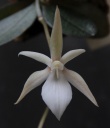 Aerangis_punctata1.jpg
