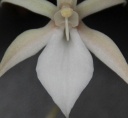Aerangis_punctata2.jpg