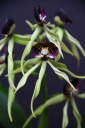 Prosthechea_cochleata.jpg