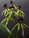 Prosthechea_cochleata1.jpg