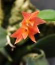 Sophronitis_Cernua.jpg