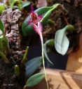 bulbophyllum_fascinator.jpg
