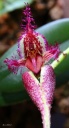 bulbophyllum_fascinator2.jpg