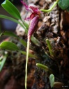 bulbophyllum_fascinator3.jpg