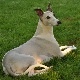 chien.jpg