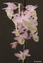 dendrobium_aphyllum.jpg