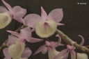 dendrobium_aphyllum_1.jpg