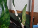 Nom du fichier=orchidee_bdx-psychopsis_hf_054.JPG
Taille du fichier=111Ko
Dimensions : 800x600
Ajouté le : 02 Janvier 2012 orchidee_bdx-psychopsis_hf_054.JPG