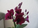 Nom du fichier=orchidees005.jpg
Taille du fichier=70Ko
Dimensions : 800x600
Ajouté le : 11 Mai 2012 orchidees005.jpg