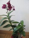 Nom du fichier=orchidees007.jpg
Taille du fichier=50Ko
Dimensions : 450x600
Ajouté le : 11 Mai 2012 orchidees007.jpg