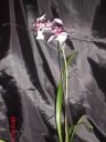 Nom du fichier=CIMG2863.JPG
Taille du fichier=71Ko
Dimensions : 480x640
Ajouté le : 04 Mars 2012 CIMG2863.JPG