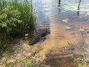 Alligator_Orton_Pond.jpg