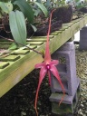Nom du fichier=Bulbophyllum_echinolabium.jpg
Taille du fichier=209Ko
Dimensions : 600x800
Ajouté le : 04 Septembre 2016 Bulbophyllum_echinolabium.jpg